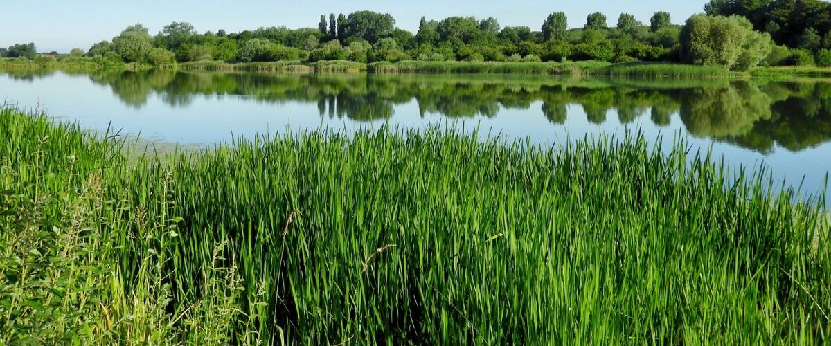 Beautiful park with Woodland, Meadows and lakes. Great place for children to discover nature.