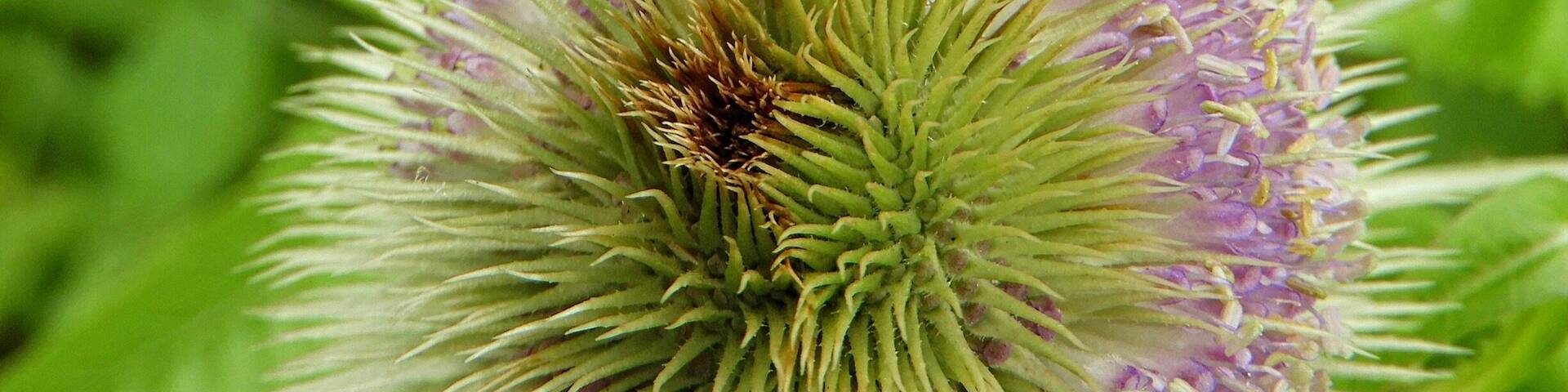 Plenty of Bees around the Hinchingbrooke Country Park lakes today.