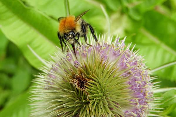 Plenty of Bees around the Hinchingbrooke Country Park lakes today.