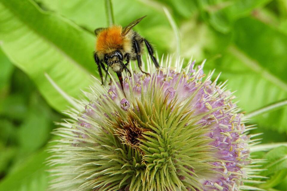 A bee on a thistle flower.