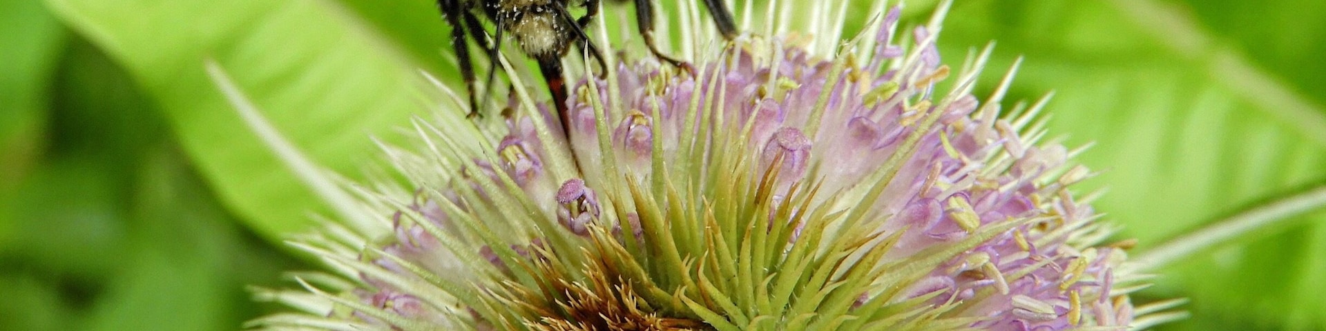 Plenty of Bees around the Hinchingbrooke Country Park lakes today.