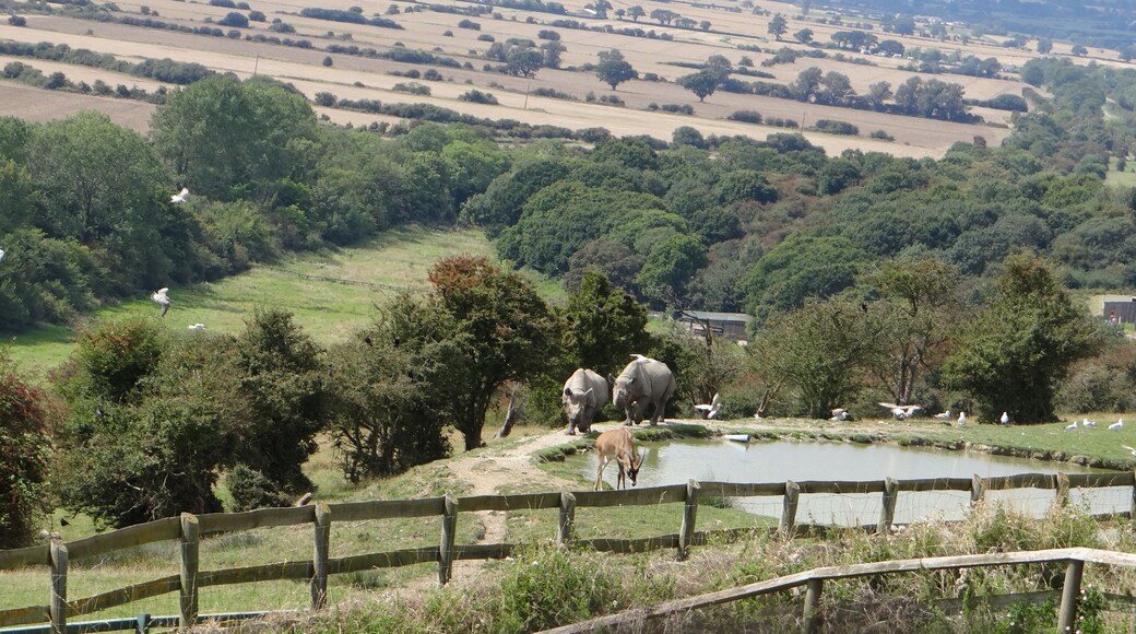 Port Lympne Wild Animal Park