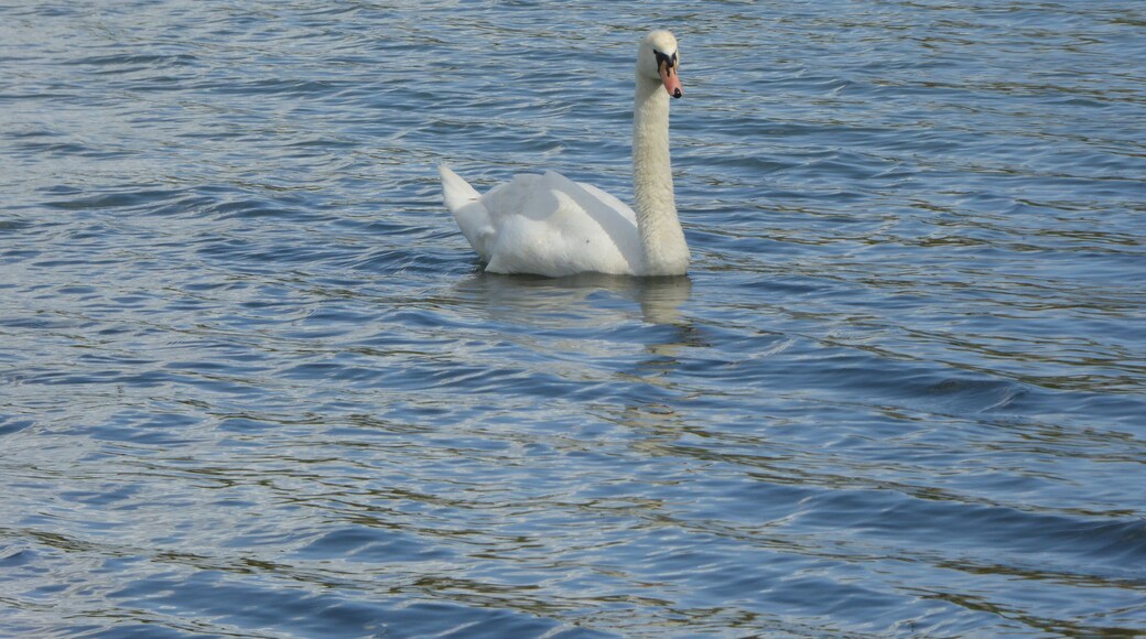 Kinewell Lake is a Local Nature Reserve west of Ringstead in Northamptonshire.