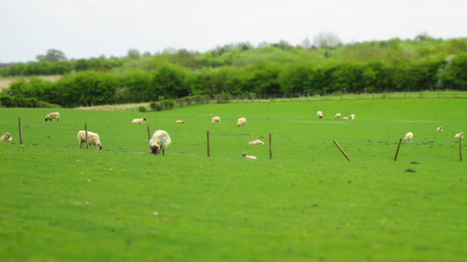 A green field with sheep grazing.