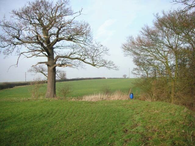 Parish Boundary Tree. The tree stands on the boundary between Clopton and Lilford-cum-Wigsthorpe. The bridleway to Wigsthorpe dog-legs left past the tree then climbs the hill alongside the hedge. The blue barrel is probably a pheasant-feeder.