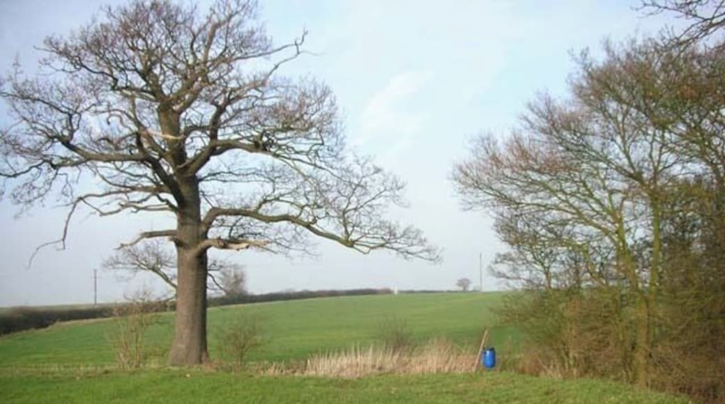 Parish Boundary Tree. The tree stands on the boundary between Clopton and Lilford-cum-Wigsthorpe. The bridleway to Wigsthorpe dog-legs left past the tree then climbs the hill alongside the hedge. The blue barrel is probably a pheasant-feeder.