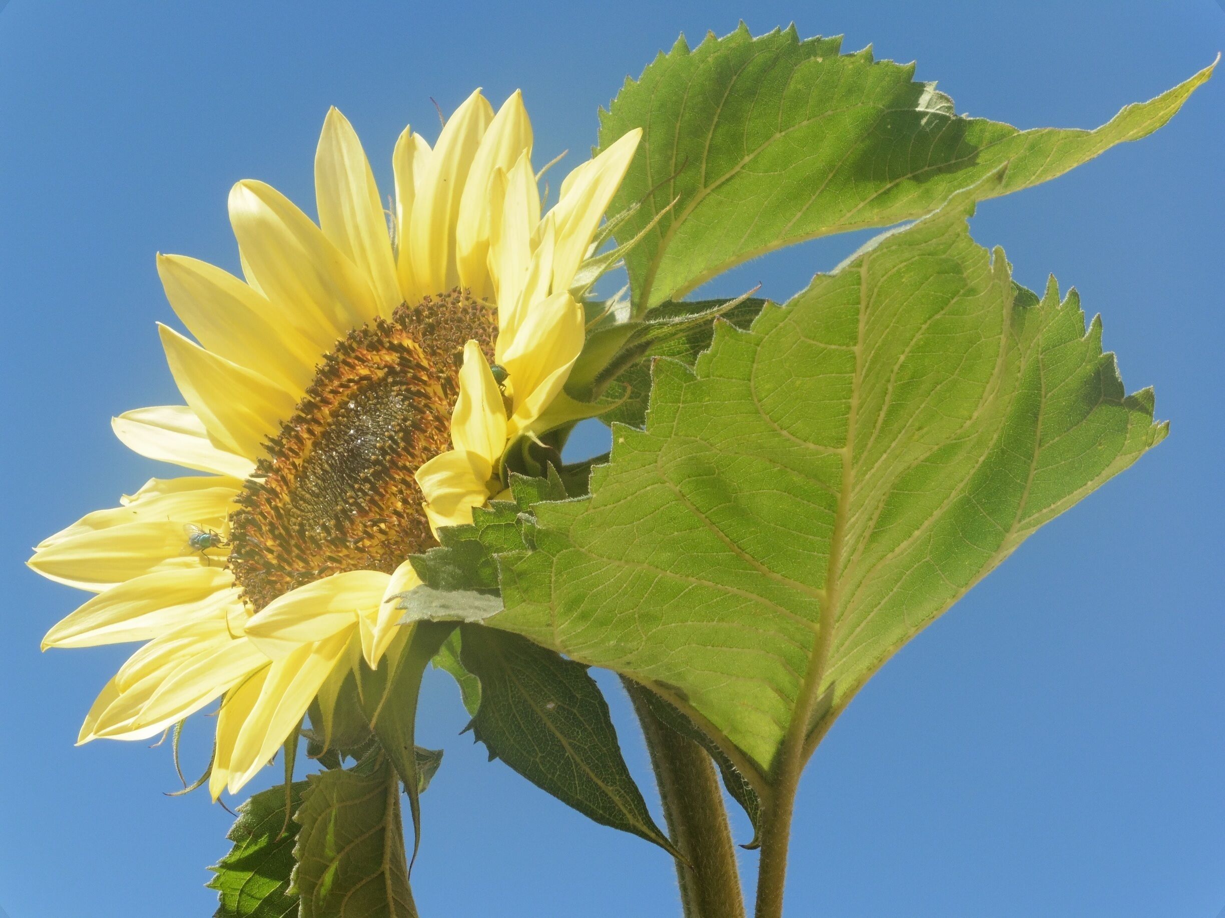 Sunflower in bloom against unedited blue sky... In UK rare! 