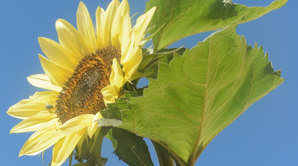 Sunflower in bloom against unedited blue sky... In UK rare!