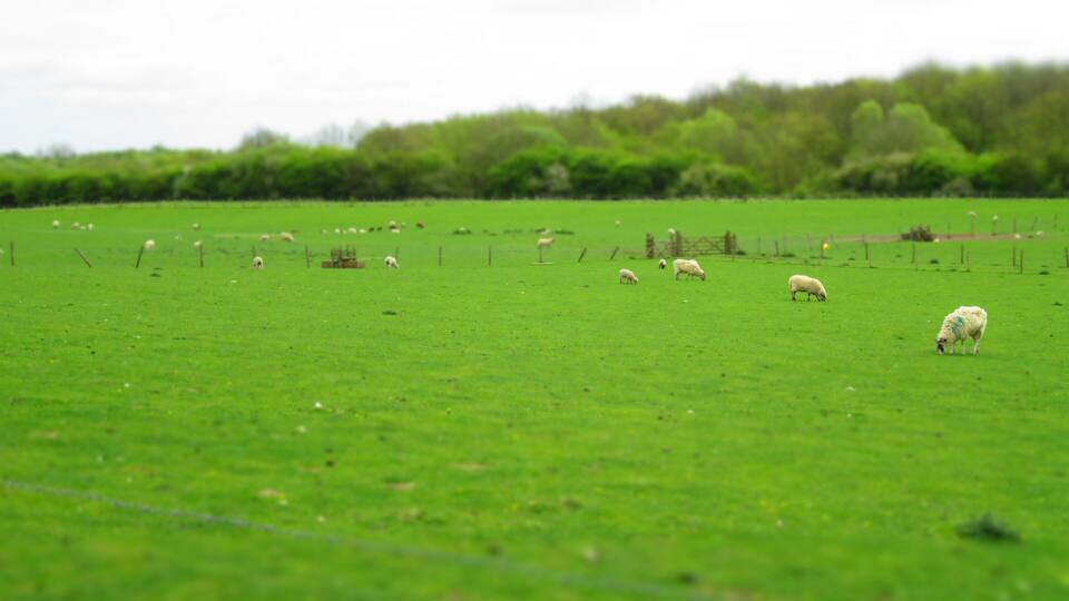 A green field with sheep grazing.