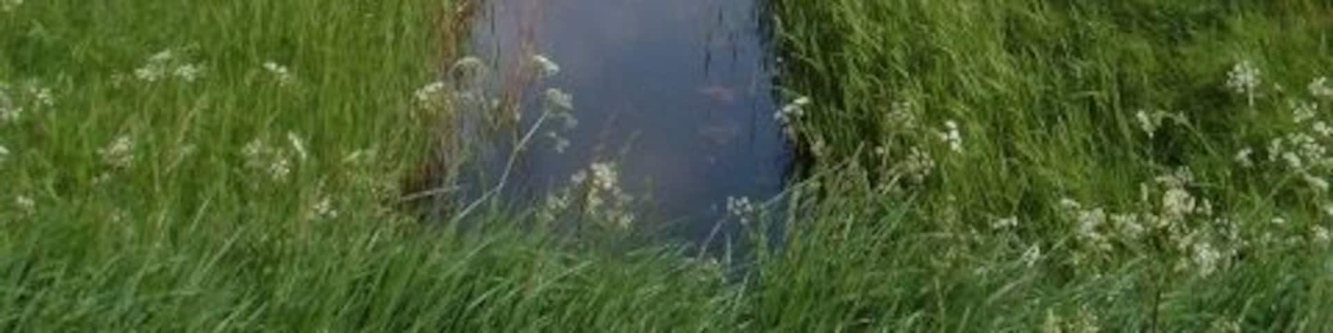 Drainage dyke on Magdalen Road One of many dykes that keep the area's farmland drained.