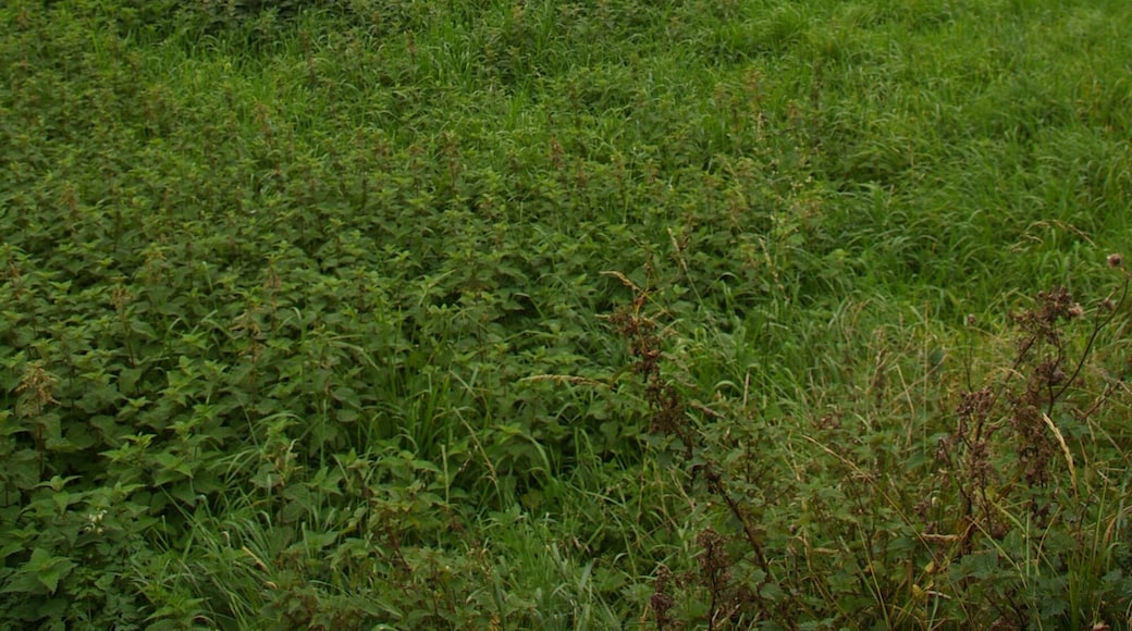 Grazing land near Middleton There's not much in this grid square, I'm afraid.