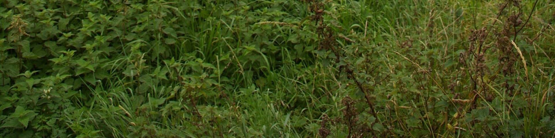 Grazing land near Middleton There's not much in this grid square, I'm afraid.