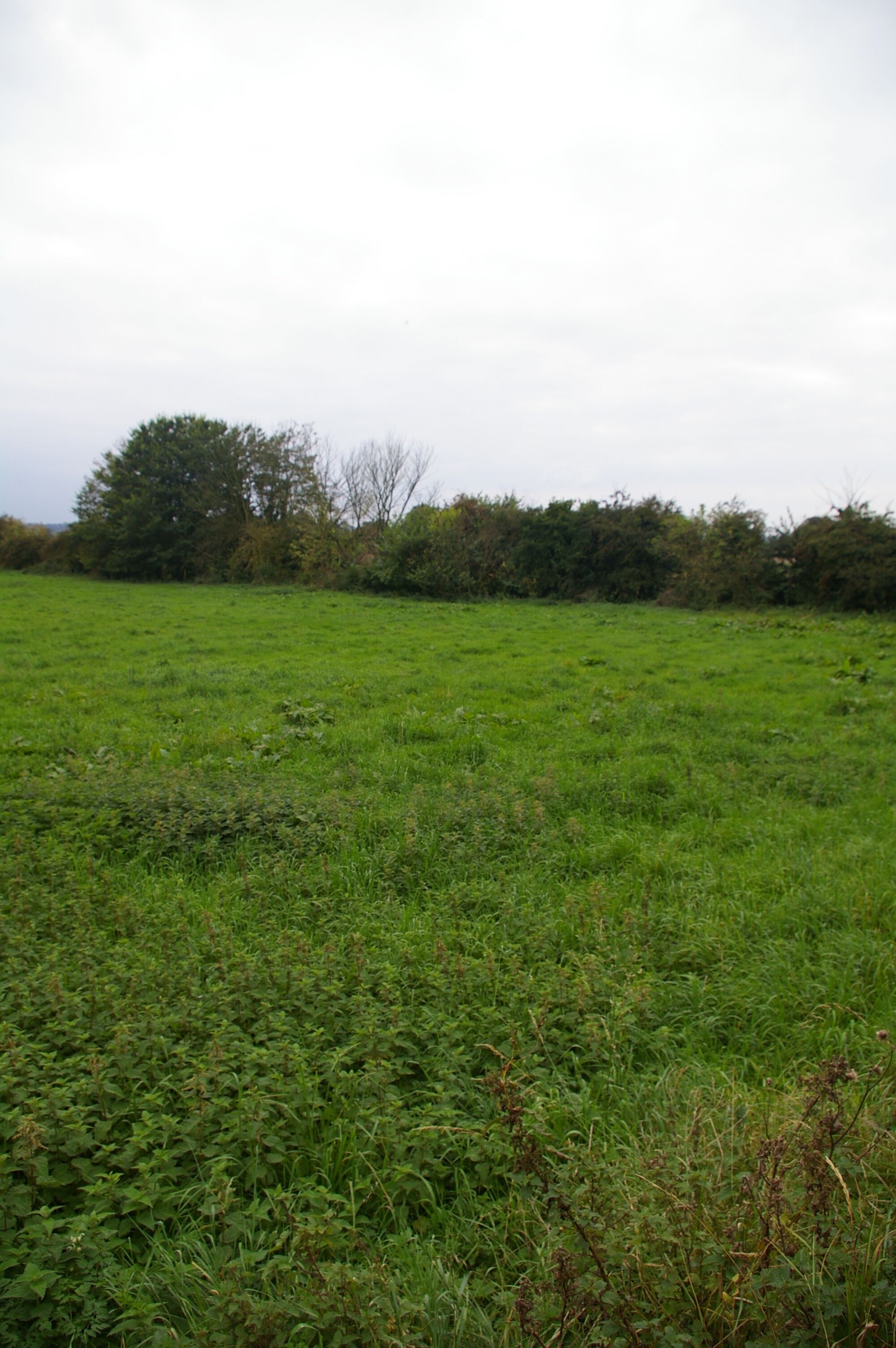 A grassy field with dense vegetation and trees in the background.