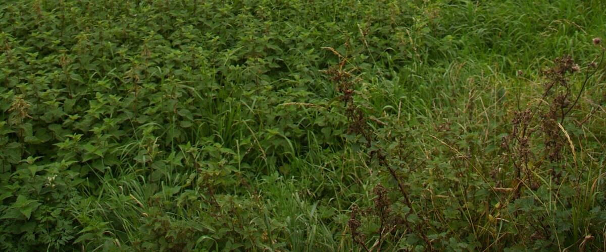 A grassy field with dense vegetation and trees in the background.