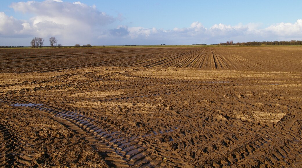 New Common Marsh A bare field stretches off towards the flat fenland horizon.