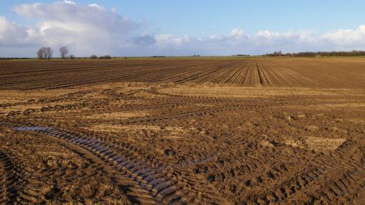 New Common Marsh A bare field stretches off towards the flat fenland horizon.