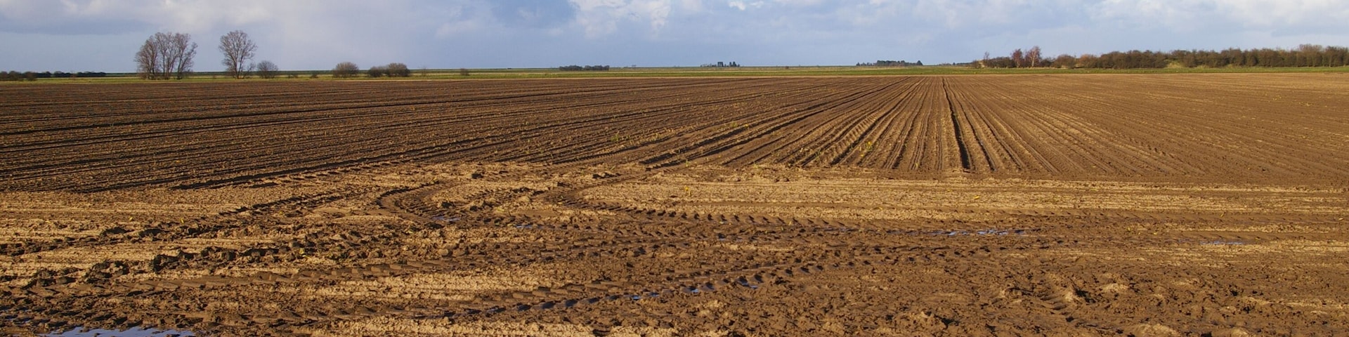 New Common Marsh A bare field stretches off towards the flat fenland horizon.