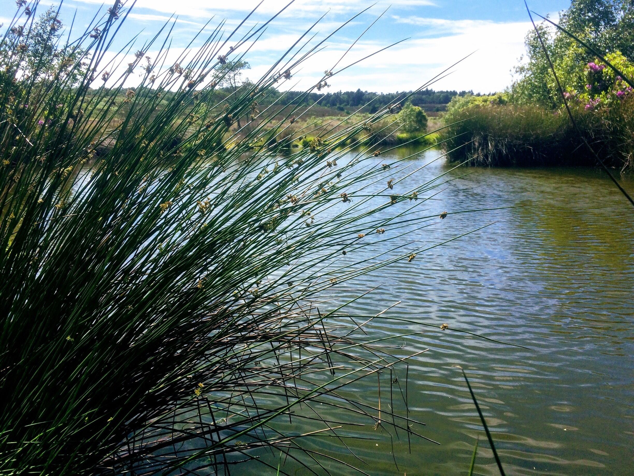 #TakeAHike to the bog!