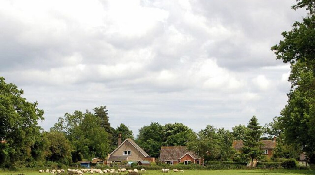 The western outskirt of Gayton Looking east from a sheepfield towards houses on Winch Road, Gayton.
