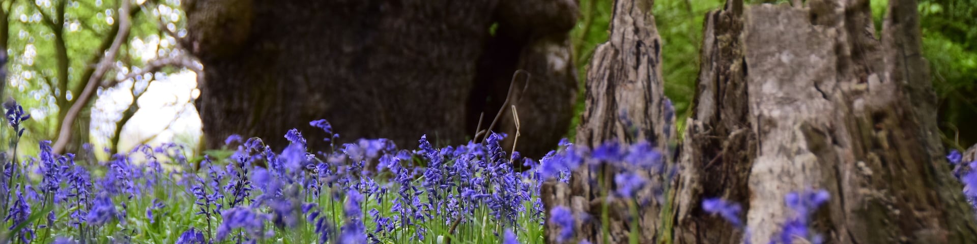 Somewhere between Wolferton and Kings Lynn