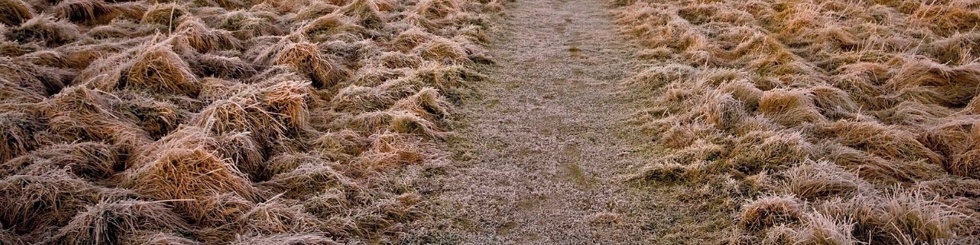 Frosty morning at the priory