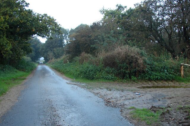 A rural road flanked by dense vegetation and trees.