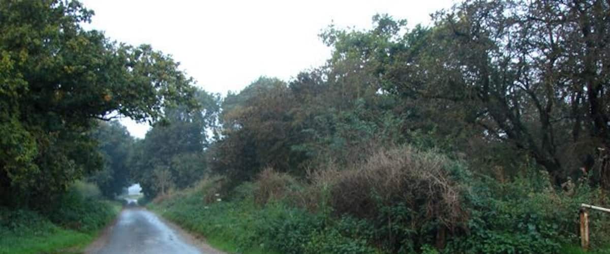 A rural road flanked by dense vegetation and trees.