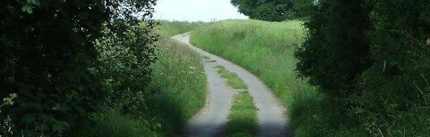 Through the trees Looking northeast through trees at quiet country road near to Little Dunham Norfolk.