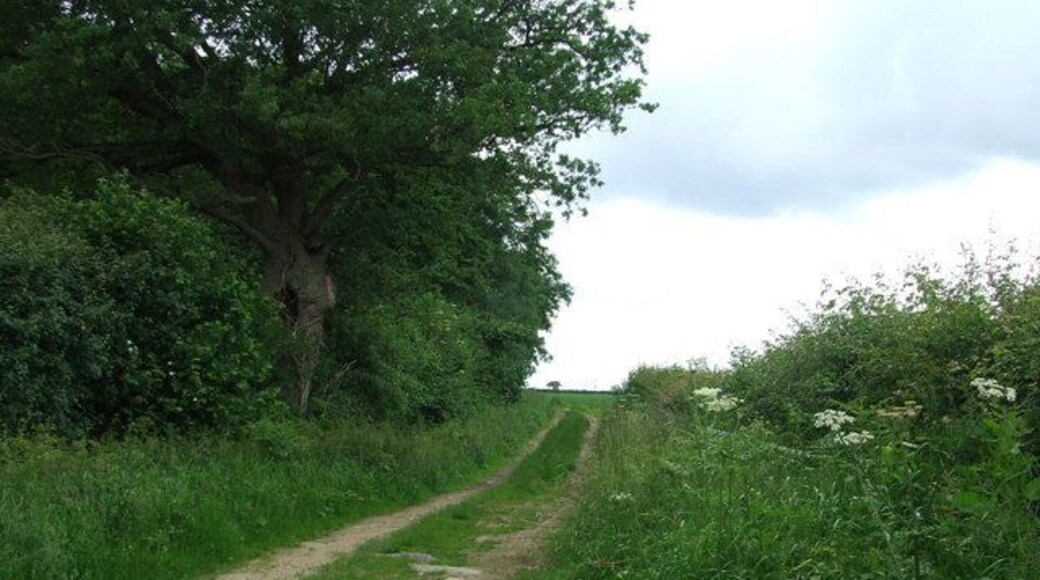 Sporle Wood Public footpath looking west with the northern edge of Sporle Wood on the left near to Little Dunham Norfolk.