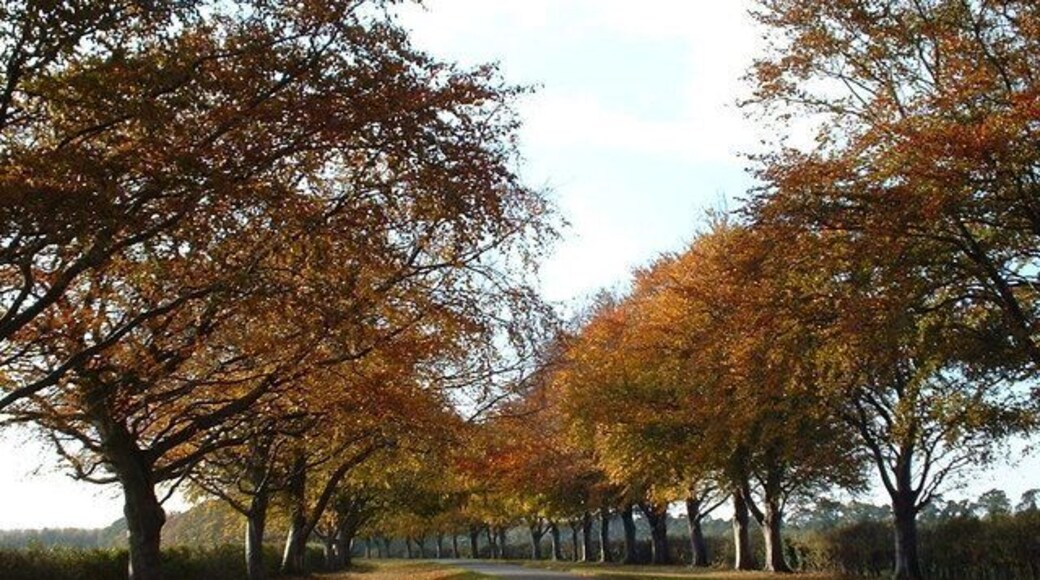Autumn time along Kings Avenue, Sandringham.