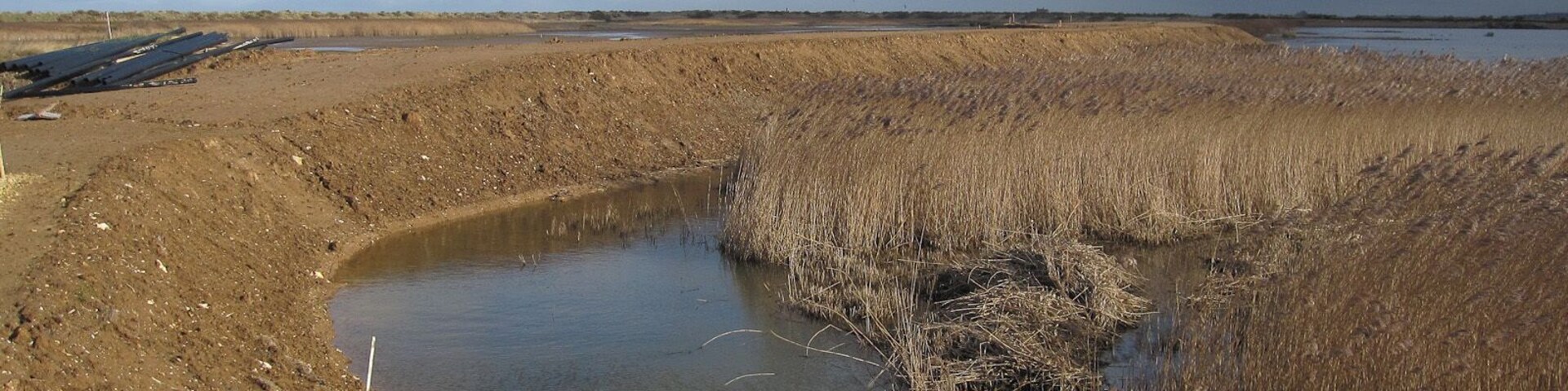 Un humedal con un pequeño estanque rodeado de pastos altos y un terraplén embarrado.
