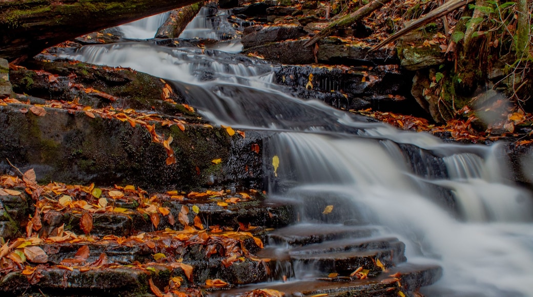 Autumn at Ricketts Glen State Park