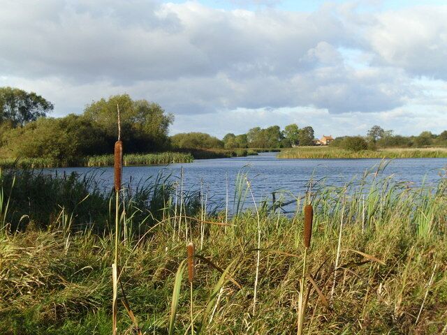 A calm lake with cattails in the foreground, surrounded by trees and a distant house.