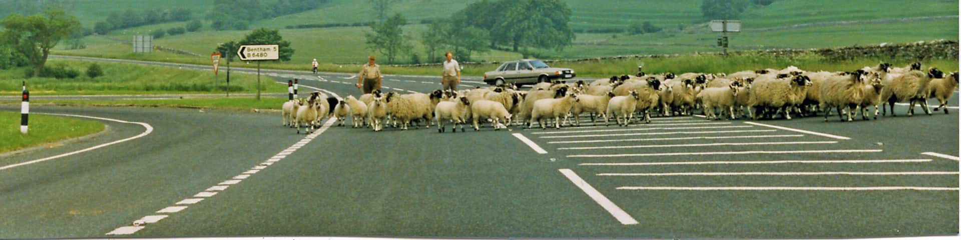 Northwards on A65 outside Clapham, with sheep 1986. View NW towards Ingleton on the A65, where the B6480 to Bentham turns off. It seems to be relatively easy to drive a flock of sheep across a trunk road as there is no traffic! (That's my car parked beyond). In the Pennine Chain beyond the hills rise to about 2,000 feet on Newby Moor, Ingleborough being further on
