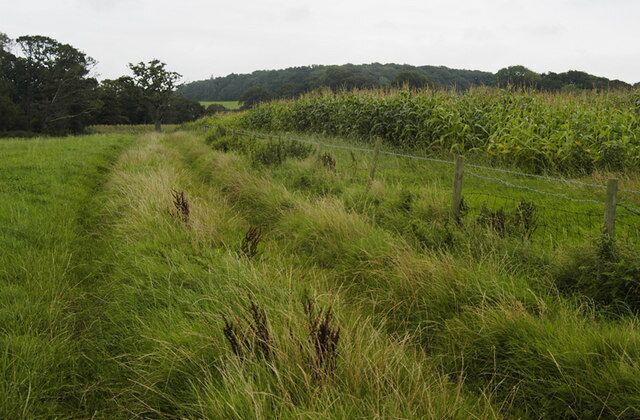 Path beside fence and maize field near Up Town, Cockerham
