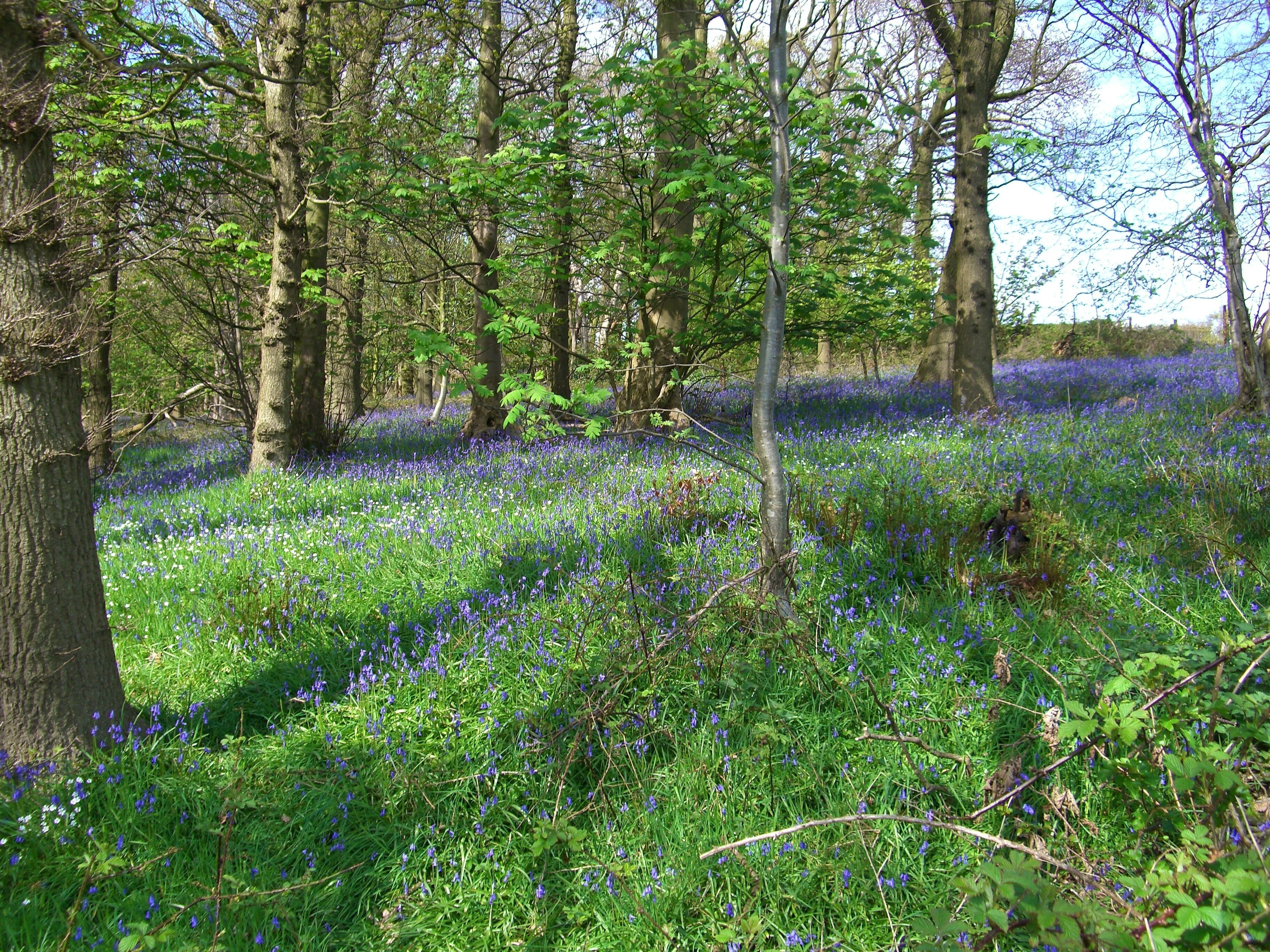 Bluebells