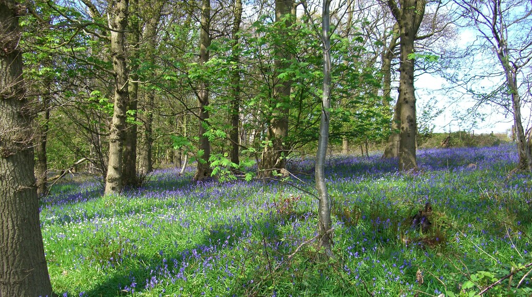Bluebells