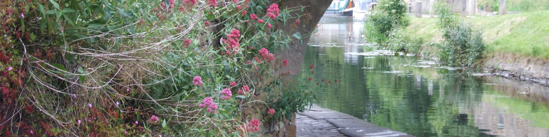 Lancaster Canal in Lancaster. Flora.