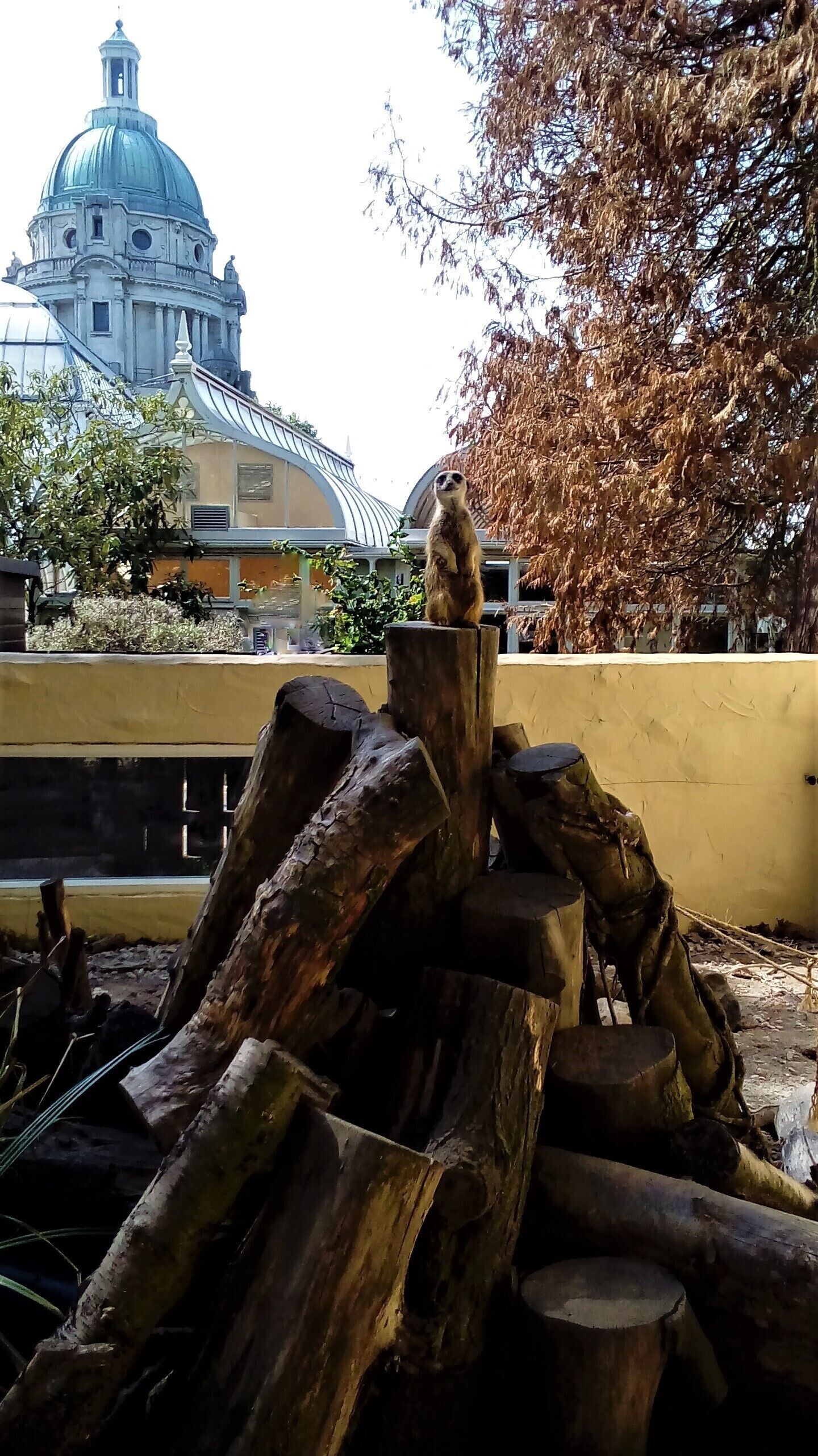 @WilliamsonPark. Lovely Meerkat keeping a lookout for his pals.
#LifeatExpedia