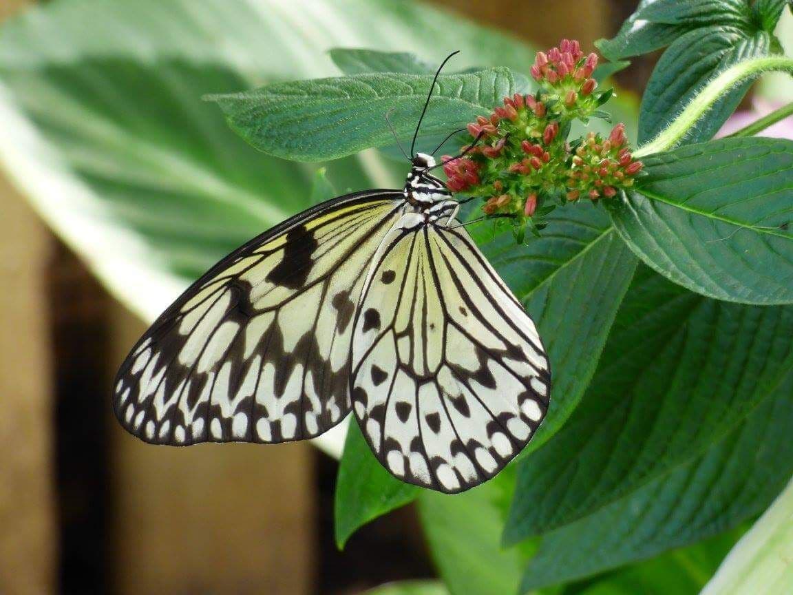 The glass butterfly house at the Ashton Memorial in Lancaster  is a fab place to get up close and personal with  butterflies.