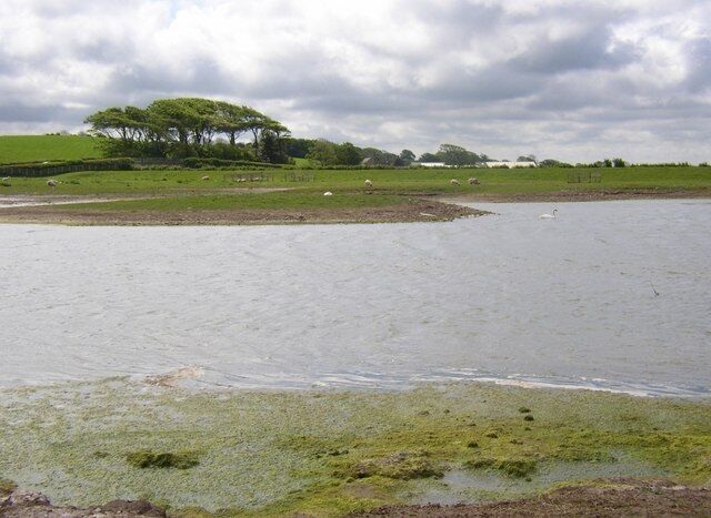 Artificial pond off the B5290, near Glasson, Thurnham CP It was the wind-shaped trees that caught my eye.