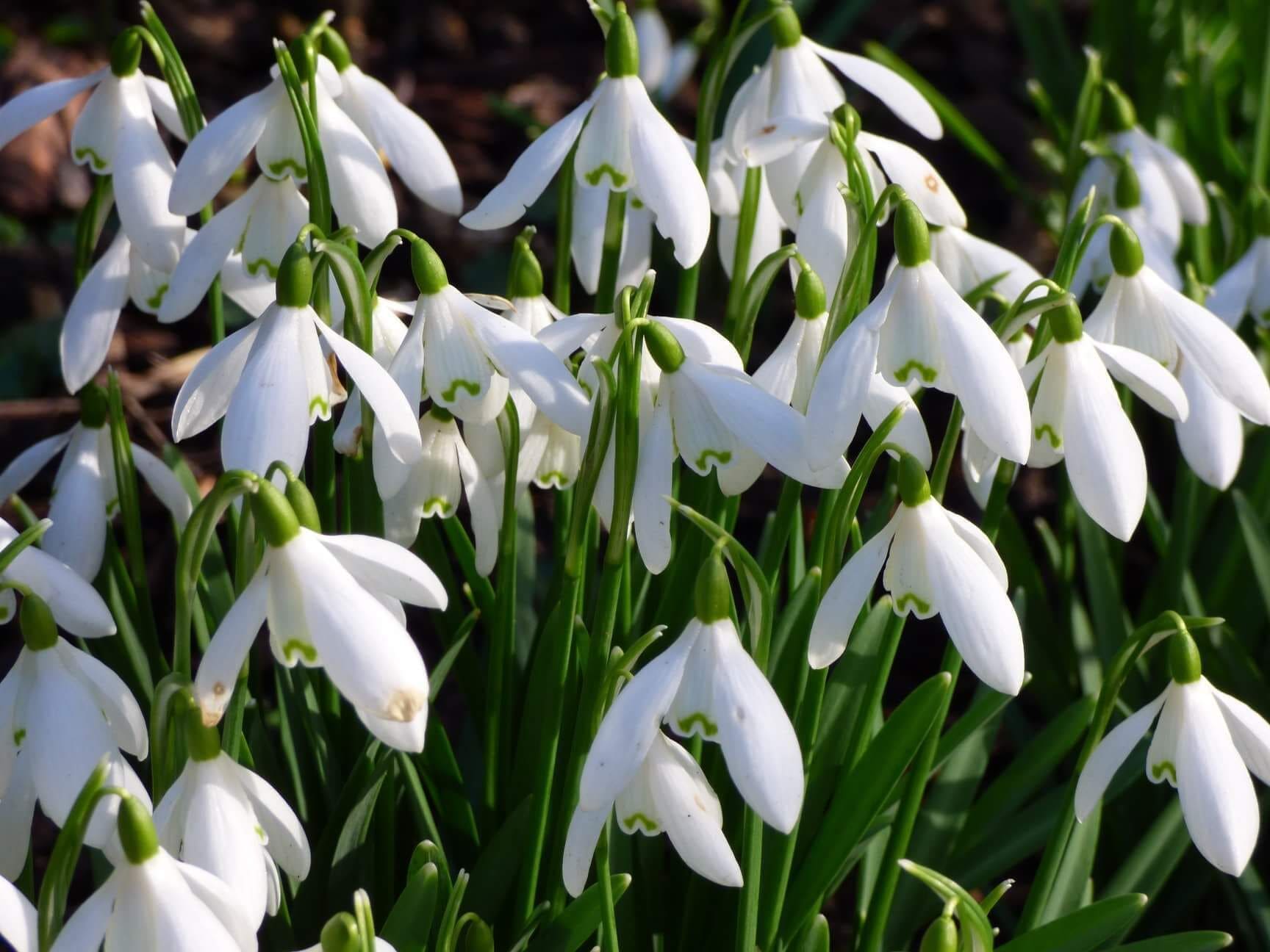 Snowdrop weekend at Hornby Castle. The castle grounds are only open to the public a couple of weekends a year including this weekend 17th, 18th Feb 2018. 