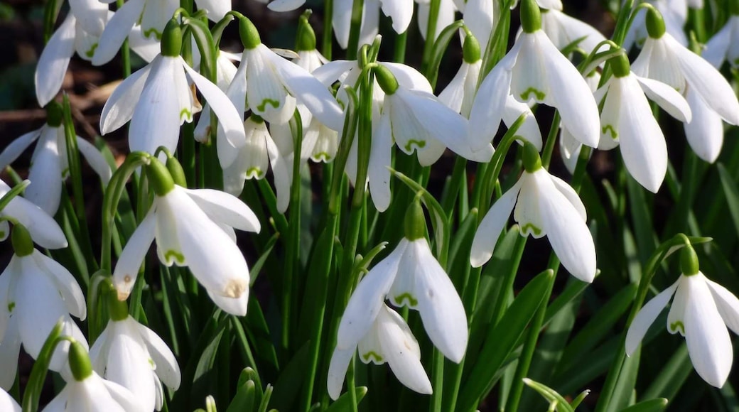 Snowdrop weekend at Hornby Castle. The castle grounds are only open to the public a couple of weekends a year including this weekend 17th, 18th Feb 2018.