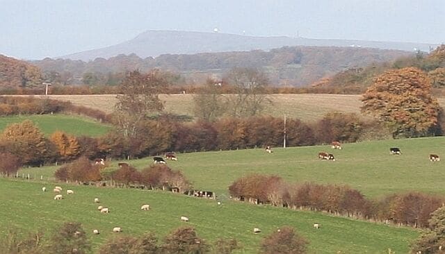 A rural landscape with grazing sheep and cows, rolling hills, and autumn-colored trees.