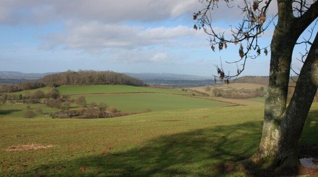 Ramshill Wood viewed from the south Ramshill Wood viewed from a footpath above the hamlet of Upper Hill. Camp Wood can be seen on the right, partially obscured by the tree trunk.