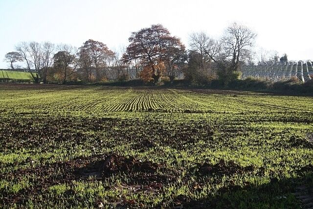 New Crop Recently seeded crop growing in the mid November sunshine. Beyond are the skeletons of polytunnels for strawberry production. taken from the bridleway from Ford (by the River Lugg to the west) to Risbury.