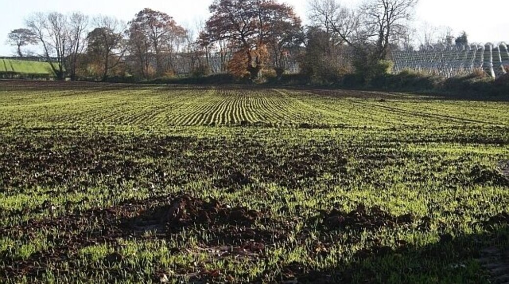 New Crop Recently seeded crop growing in the mid November sunshine. Beyond are the skeletons of polytunnels for strawberry production. taken from the bridleway from Ford (by the River Lugg to the west) to Risbury.