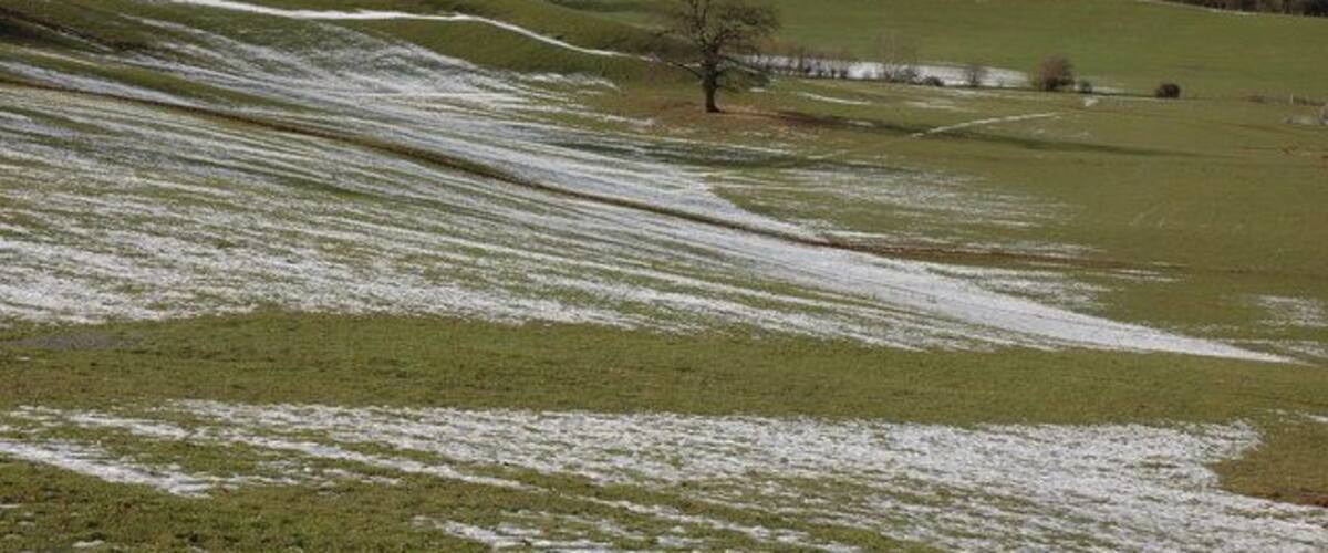 A grassy field with snow patches, a solitary tree, and distant hills.