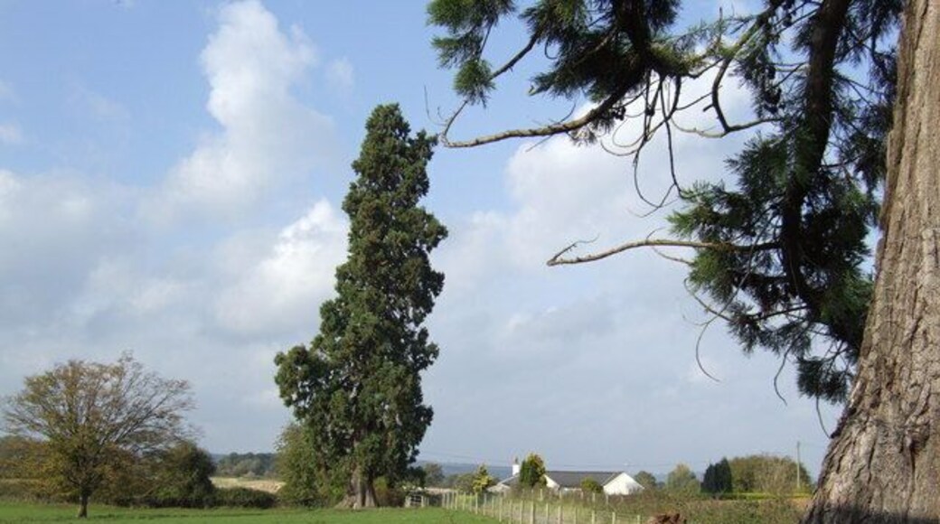 Redwood at Eyton Hall Distinctive conifers by the driveway to the hall.