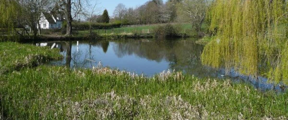 Pond at Willian View west from near The Fox, on a fine spring morning.